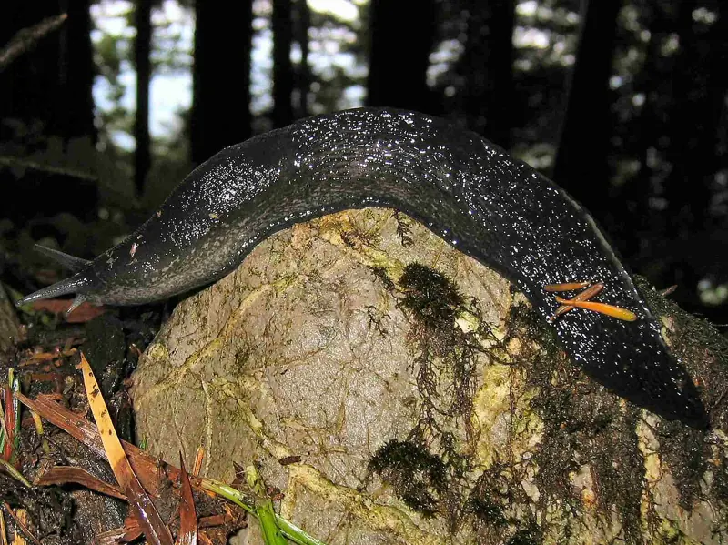 A long dark ash-black slug on a mossy stone