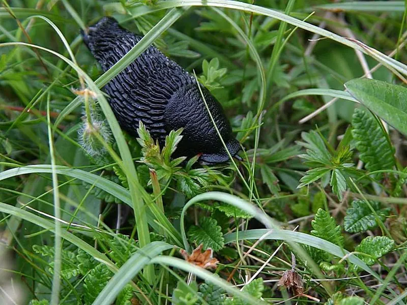 A large black slug in the grass