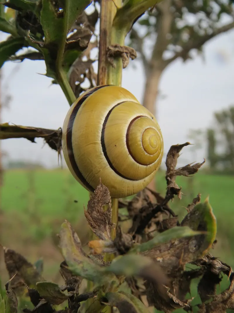 A yellow brown-lipped snail climbing a plant stem