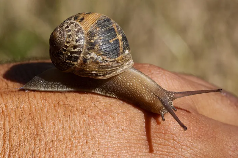A garden snail with a brown banded shell crawling across a person’s hand