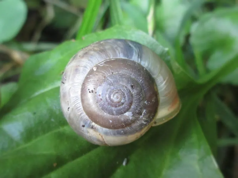 A pale Kentish snail shell on a green leaf