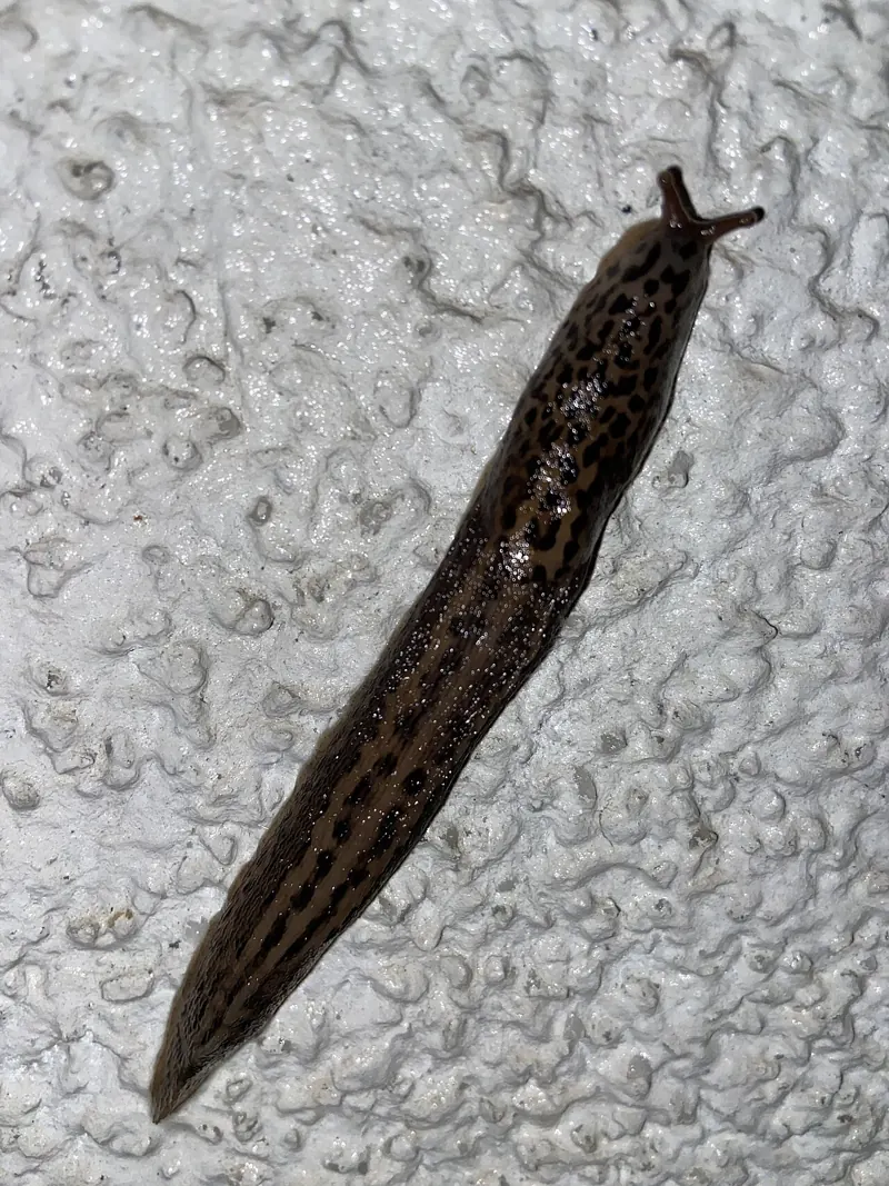 A long pale leopard slug with dark spots and stripes on a white wall