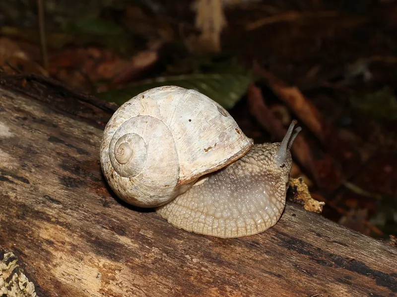 A large pale Roman snail on a log
