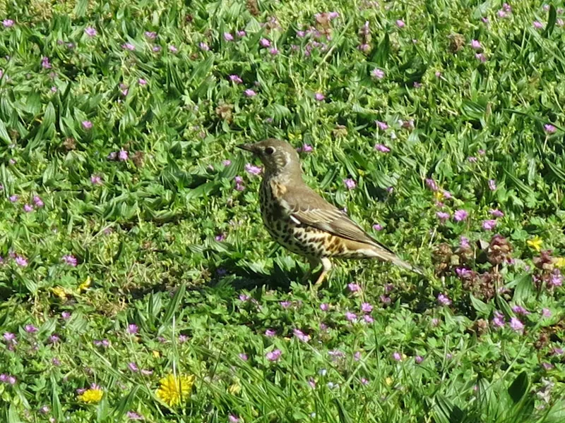 A song thrush with a speckled breast standing on the ground