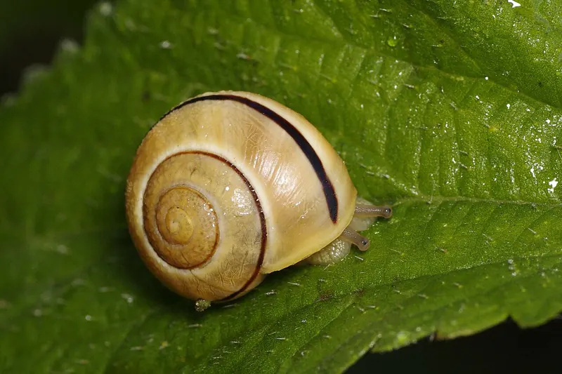 A yellow white-lipped snail with dark bands on a nettle leaf